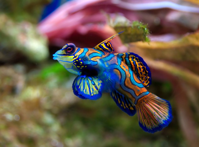 最も人気のある 綺麗な魚 画像 最高の無料公開画像