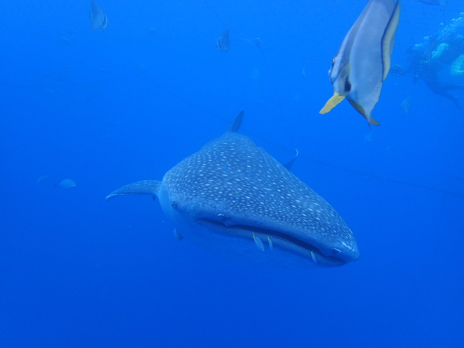世界一大きい 小さい魚 埼玉 ダイビングショップ Mer Bleue Diving