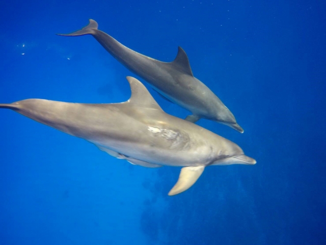 疑問 クジラやイルカは寝るの 埼玉 ダイビングショップ Mer Bleue Diving