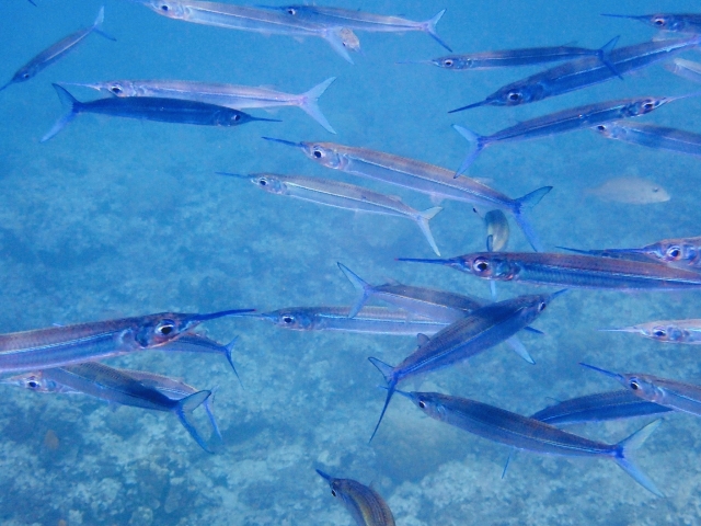 春を告げる美しい魚ですが実は 埼玉 ダイビングショップ Mer Bleue Diving